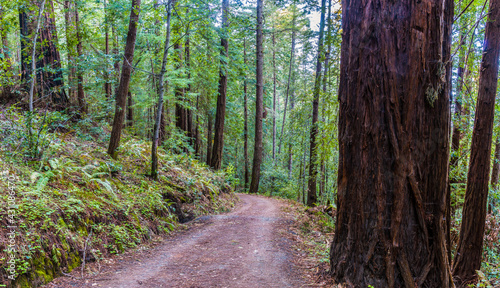 Fire Road Through Redwood Forest  Sam McDonald Park  San Mateo County  California  USA