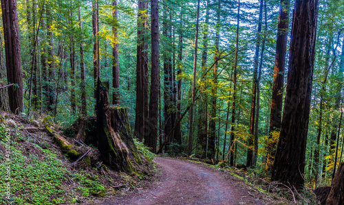 Fire Road Through Redwood Forest, Sam McDonald Park, San Mateo County, California, USA