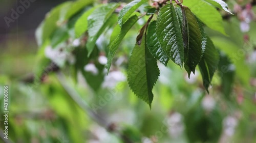 Wallpaper Mural light pink cherry blossoms in full bloom in early spring Torontodigital.ca