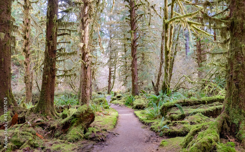 Obraz na płótnie Olympic National Park w salonie