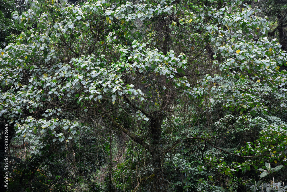 Fototapeta premium Green himalayan forest , trees covered with moss and orchids