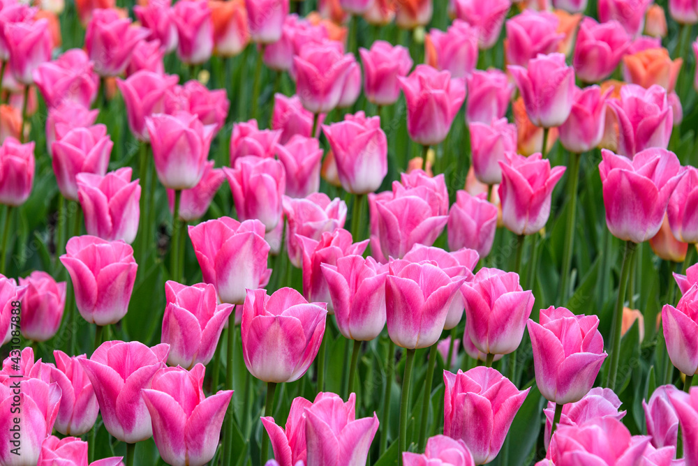 Pattern of pink and white tulips growing closely in a garden, as a nature background
