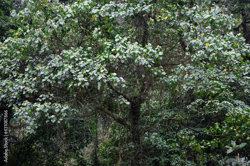 Fototapeta Naklejka Na Ścianę i Meble -  Green himalayan forest , trees covered with moss and orchids