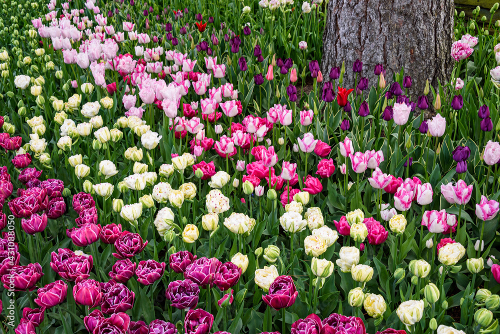 Fototapeta premium Rainbow of purple, white, and pink tulips blooming in a spring garden around a tree trunk