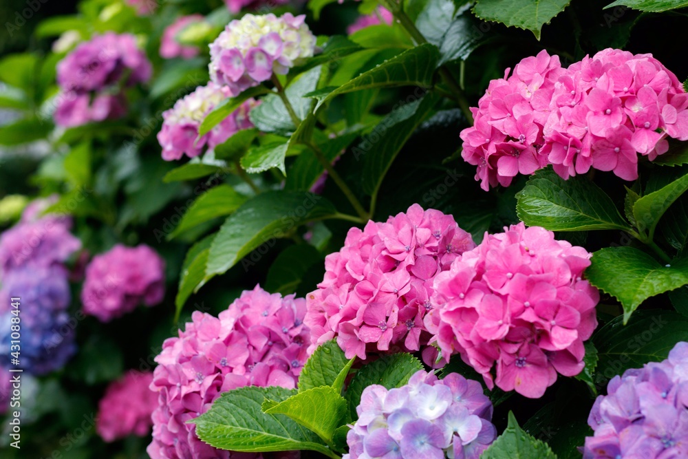 梅雨の雨に濡れる紫陽花の花 梅雨の雨に濡れる紫陽花の花