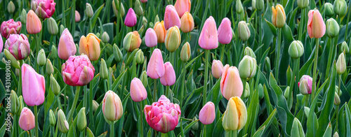 Pattern of pastel colored tulips growing closely in a garden, as a nature background
 photo