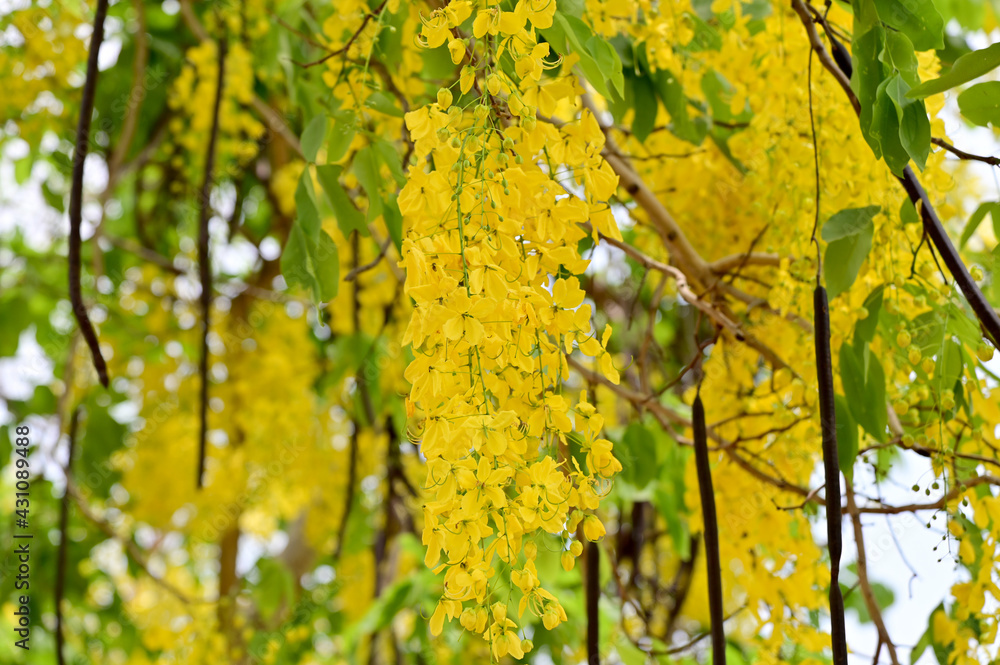 Golden Shower Tree, Cassia fistula beautiful yellow flowers and green leaves of Thailand in the garden.
Focus on leaf and shallow depth of field. Golden Shower Tree, Cassia fistula beautiful yellow flowers and green leaves of Thailand in the garden.
Focus on leaf and shallow depth of field.