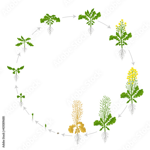 Rapeseed cycle of life. Oilseed plant round growth stages. Growing period steps. Brassica napus. Harvest animation progression. Vector infographic set.