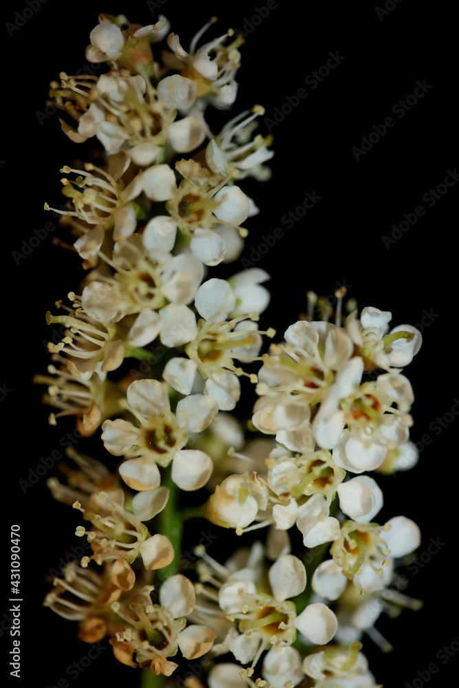 White small flower blossom close up Prunus lusitanica family rosaceae modern in black background high quality big size botanical print White small flower blossom close up Prunus lusitanica family rosaceae modern in black background high quality big size botanical print