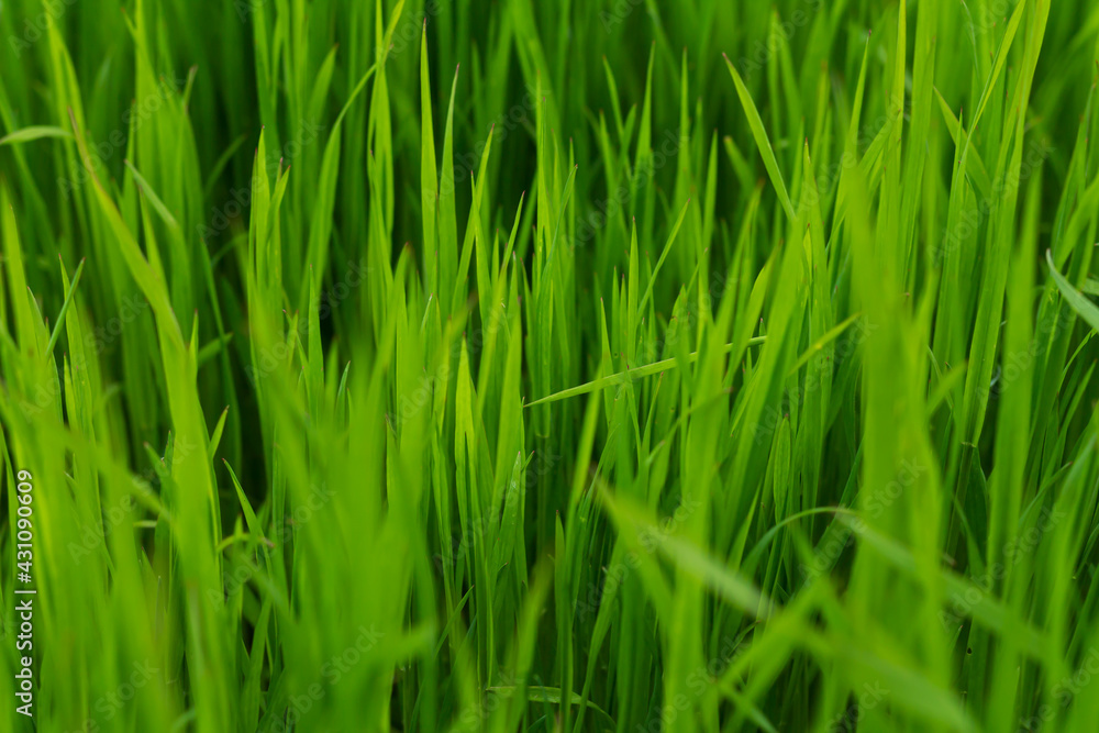 Fresh green grass or lawn texture background Fresh green grass or lawn texture background