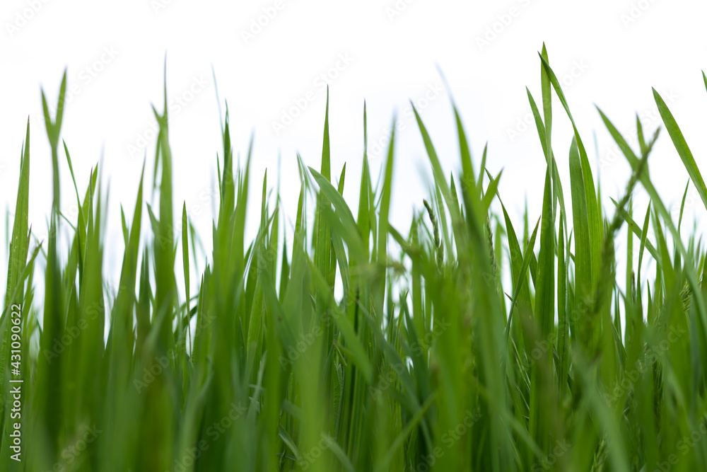 Spring green grass isolated on white background Spring green grass isolated on white background