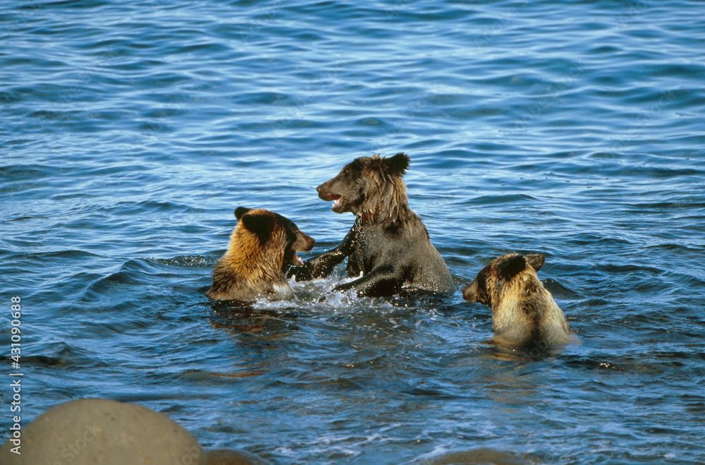 海の中で争うヒグマの兄弟(北海道・知床)
海の中で争うヒグマの兄弟(北海道・知床)