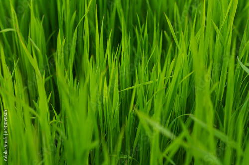Fresh green grass or lawn texture background