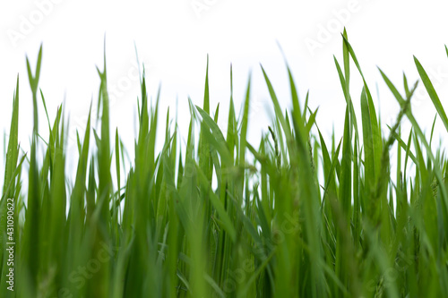 Spring green grass isolated on white background