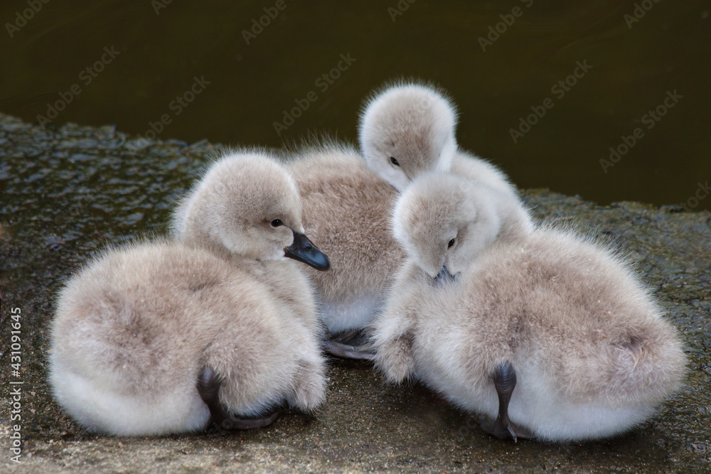 three cygnets huddling together on a cold morning three cygnets huddling together on a cold morning