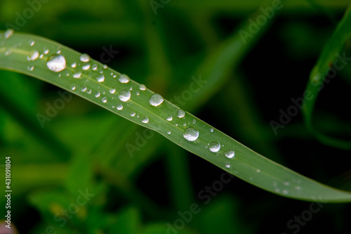 dew drop on grass,dew drop on flowers,dew drop on leave dew drop on fruit
