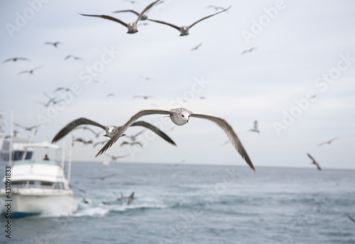 Seagulls flying over the ocean with fishing boat