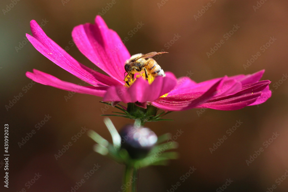 bee collecting nectar from bright cosmos flower bee collecting nectar from bright cosmos flower
