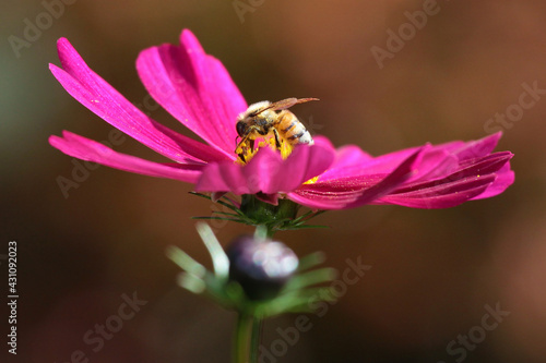 bee collecting nectar from bright cosmos flower © orlando
