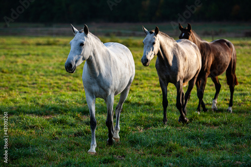 Troupeau de chevaux dans un pré © Photos Eric Malherbe