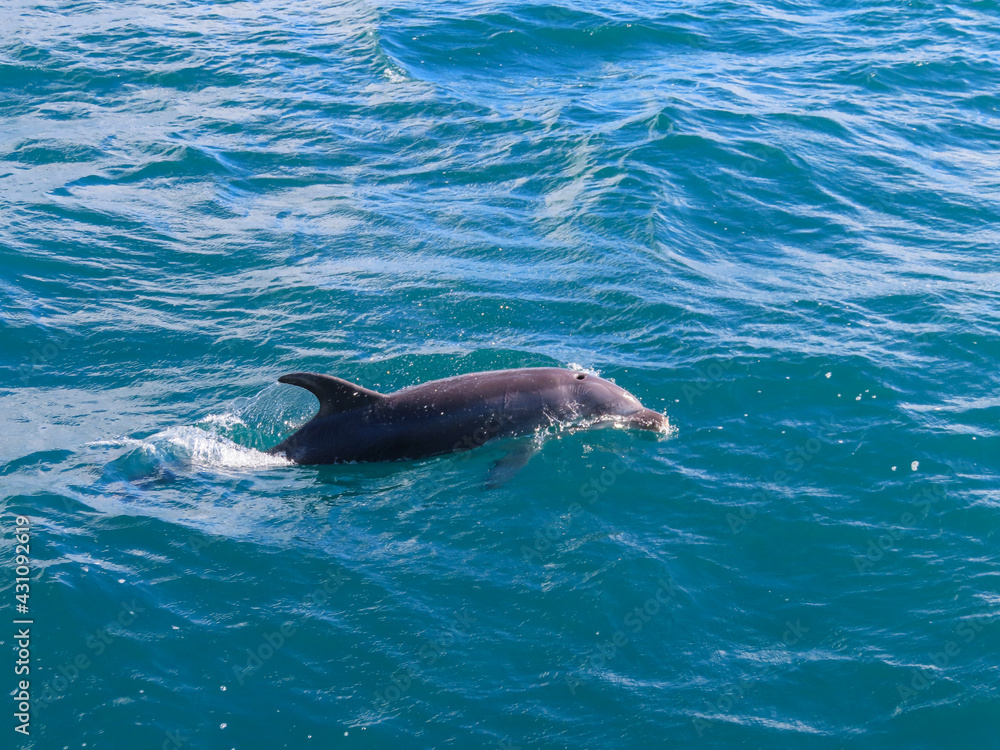 Obraz premium Bottlenosed Dolphin Diving Up Out of Ocean for Air in Bay of Islands New Zealand