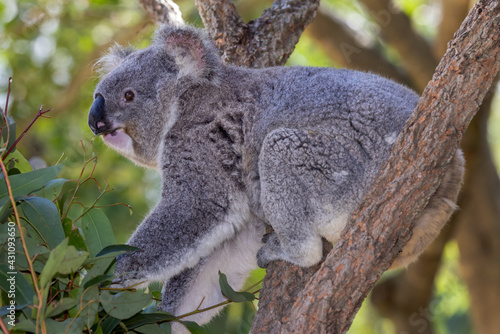 Captive Koala feeding on Eucalyptus leaves