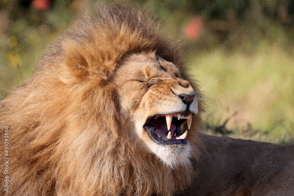 African Lion photographed in an Australian Zoo African Lion photographed in an Australian Zoo