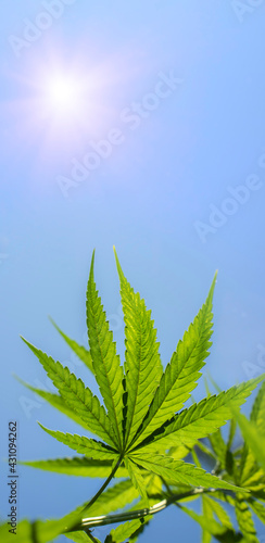 Green marijuana leaves against rays light, sun light in summer, with copy space. Medical marijuana, Cannabis concept