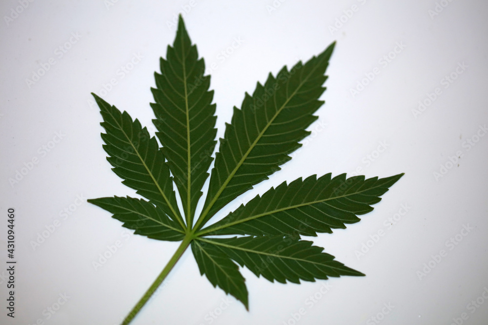 Marihuana green leaf close up modern isolated on different background big size print growing medical cannabis sativa Marihuana green leaf close up modern isolated on different background big size print growing medical cannabis sativa