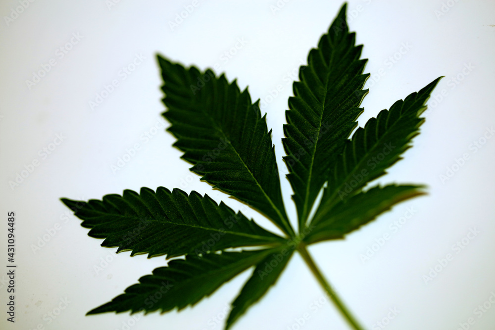 Marihuana green leaf close up modern isolated on different background big size print growing medical cannabis sativa Marihuana green leaf close up modern isolated on different background big size print growing medical cannabis sativa