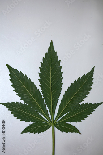 Marihuana green leaf close up modern isolated on different background big size print growing medical cannabis sativa