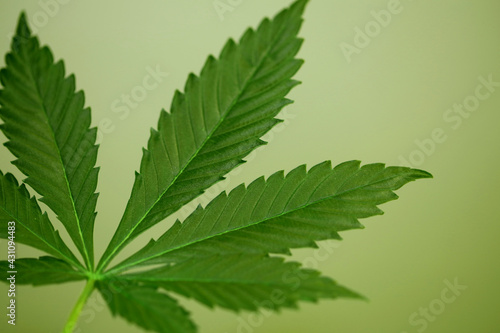Marihuana green leaf close up modern isolated on different background big size print growing medical cannabis sativa