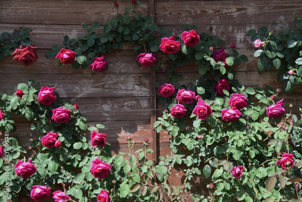 Roses in the rose garden in full bloom Roses in the rose garden in full bloom