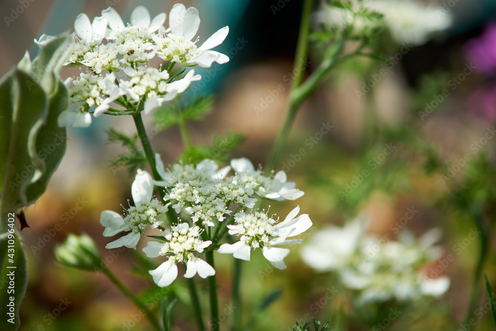 オルレアの花・マクロ・アップ オルレアの花・マクロ・アップ