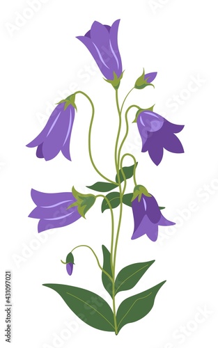 Bellflower plant, Campanula in blossom vector