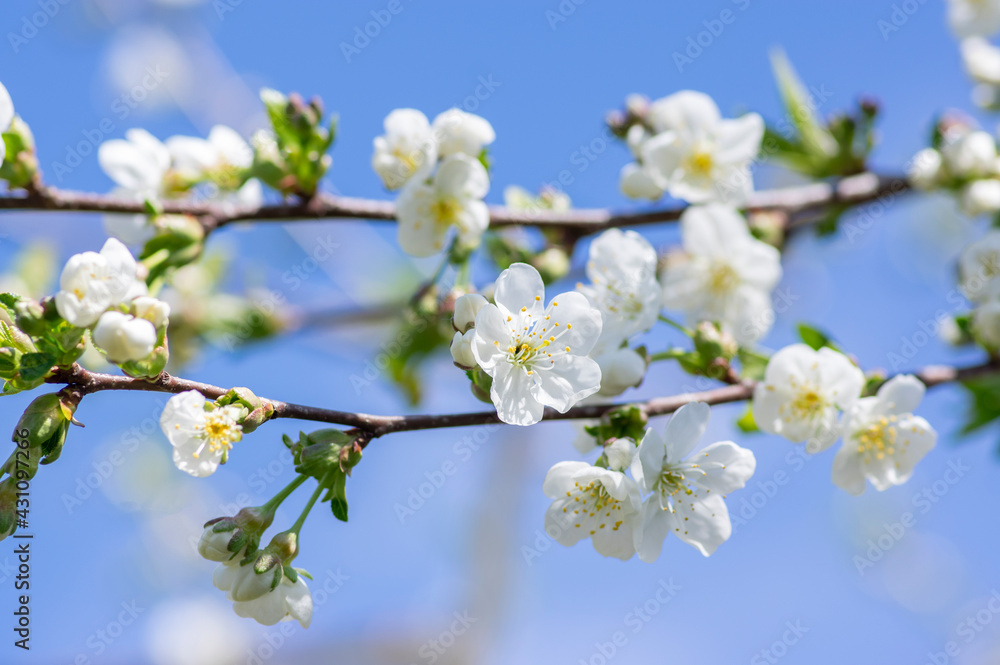 Prunus cerasus flowering tree flowers, group of beautiful white petals tart dwarf cherry flowers in bloom