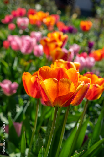 Amazing garden field with tulips of various bright rainbow color petals  beautiful bouquet of colors in sunlight daylight