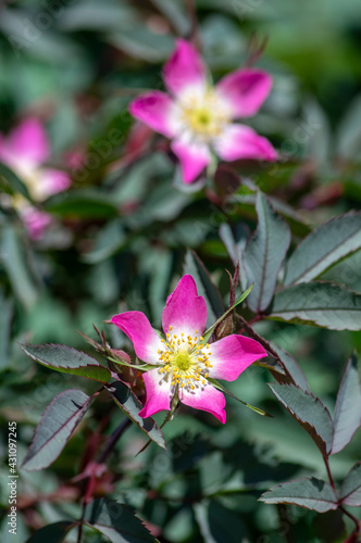 Rosa glauca rubrifolia red-leaved rose in bloom, beautiful ornamental redleaf flowering deciduous shrub, spring flowers photo