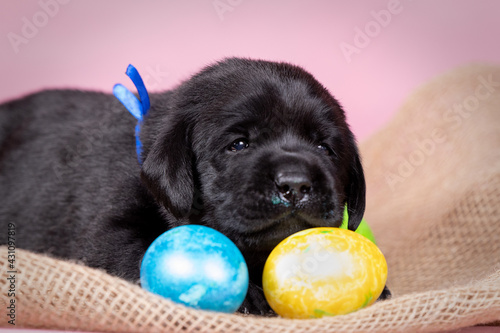 Portrait of a black labrador puppy with Easter eggs in the studio. Happy easter . dog