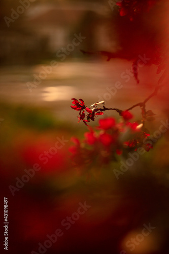 red blossom