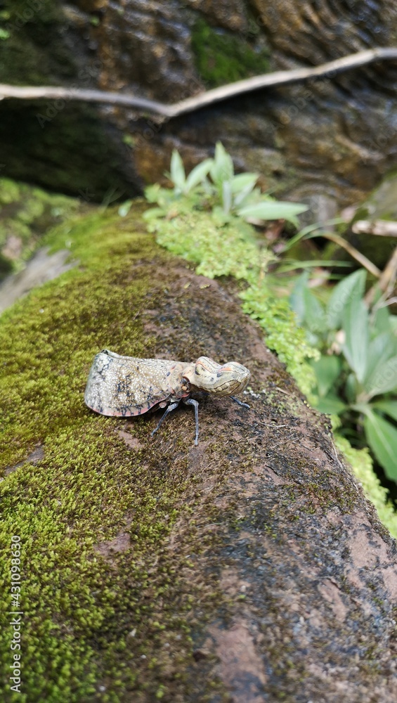 lizard on the stone lizard on the stone