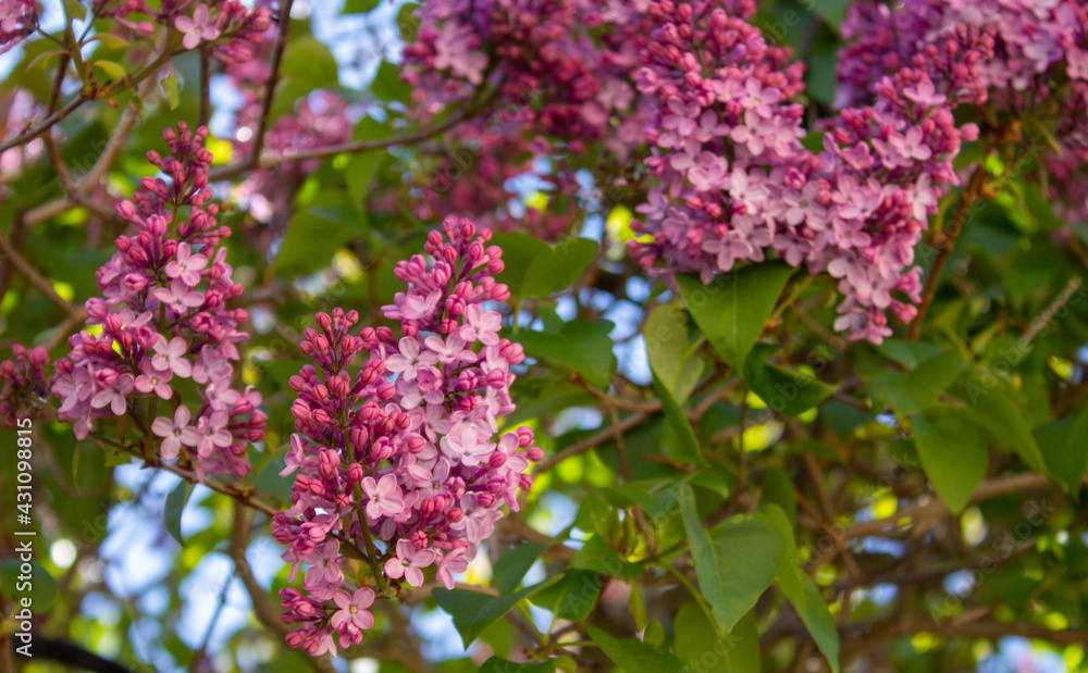 Spring flowers and landscapes in northern Spain Spring flowers and landscapes in northern Spain