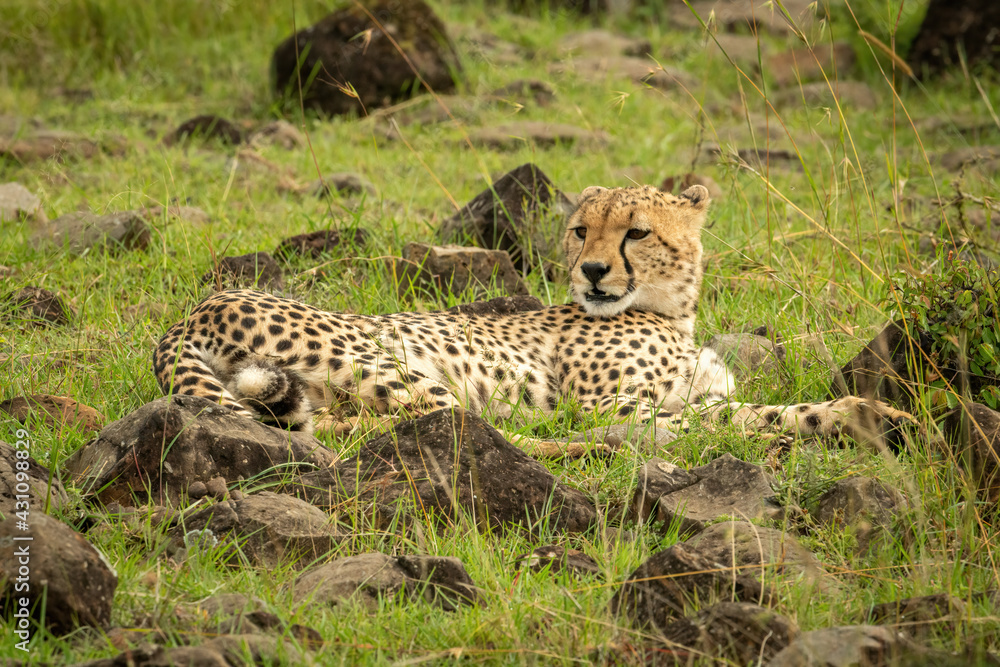 Cheetah lies in rock-strewn grass looking left Cheetah lies in rock-strewn grass looking left