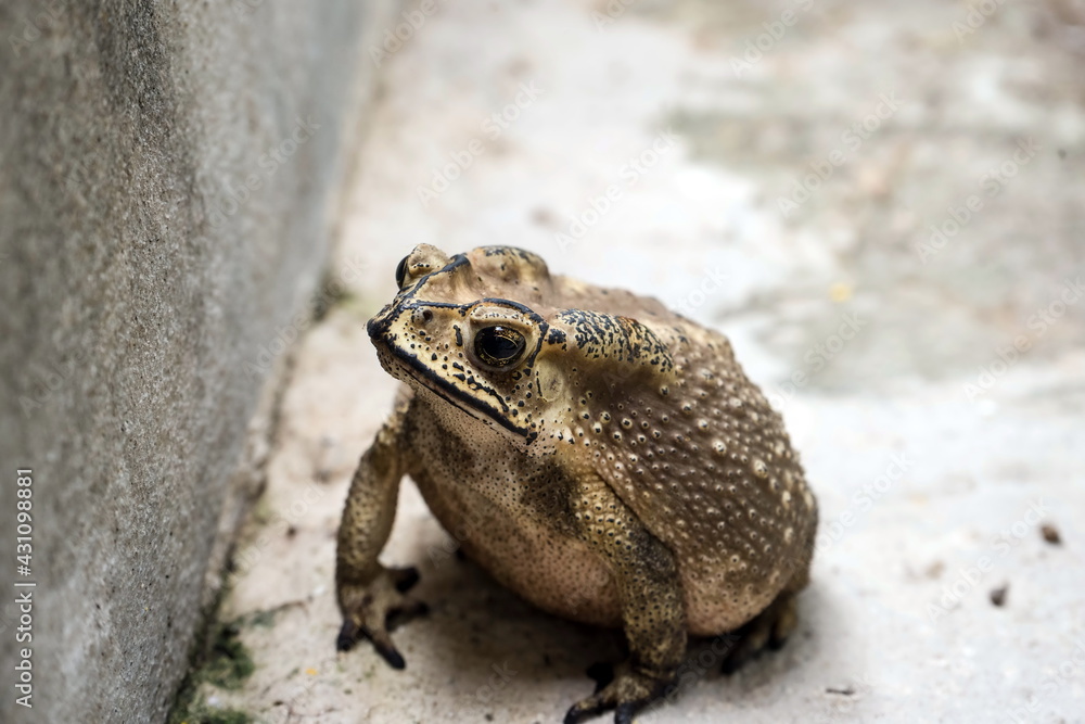 Obraz premium Toad