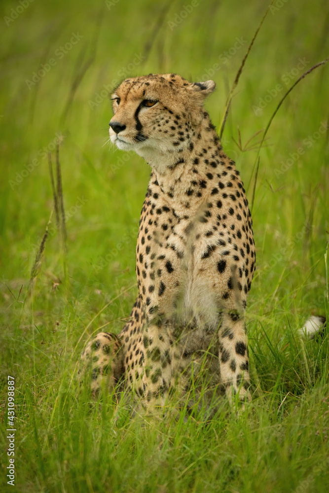 Cheetah sits in tall grass looking left Cheetah sits in tall grass looking left