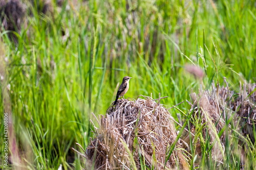 Little bird