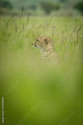 Cheetah sits in profile in blurred grass
