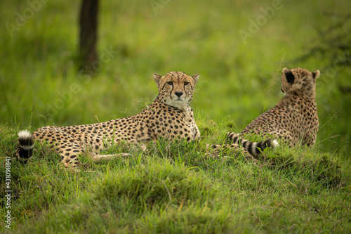 Cheetah lies on grassy mound near cub