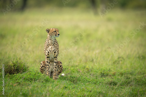 Cheetah sits on short grass staring right