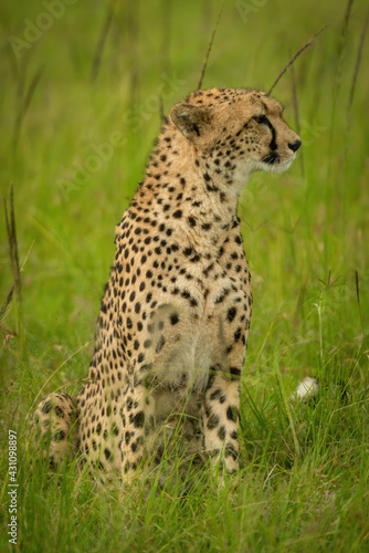 Cheetah sits in tall grass looking right © Nick Dale